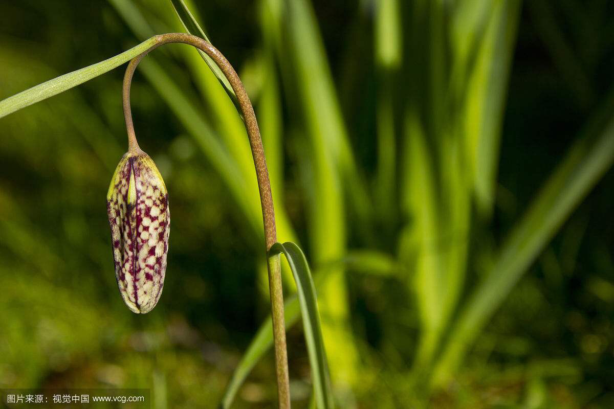 中药材川贝母鉴别,中药材川贝母溯源报告