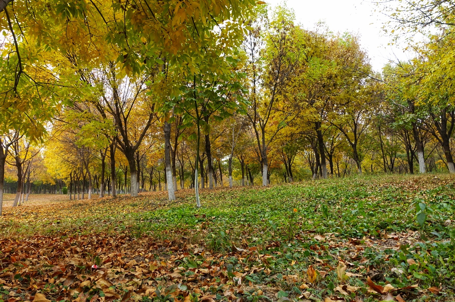 北京昌平金秋风景,昌平金秋周边一日游最佳攻略