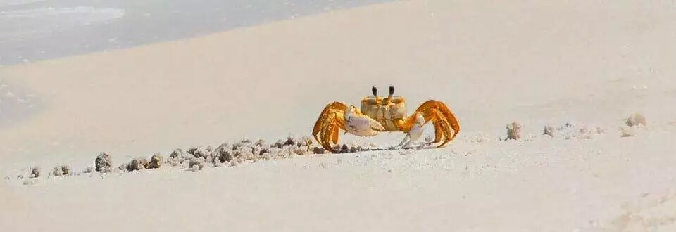 怀孕了螃蟹能吃吗,怀孕了蟹黄能吃吗