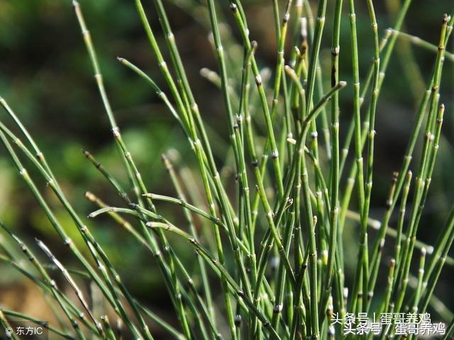 养鸡秘诀：老兽医总结三个治疗家禽感冒巧用方，养鸡人收藏一下吧