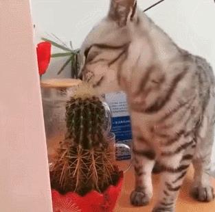 猫居然吃酸奶,猫居然吃柿子