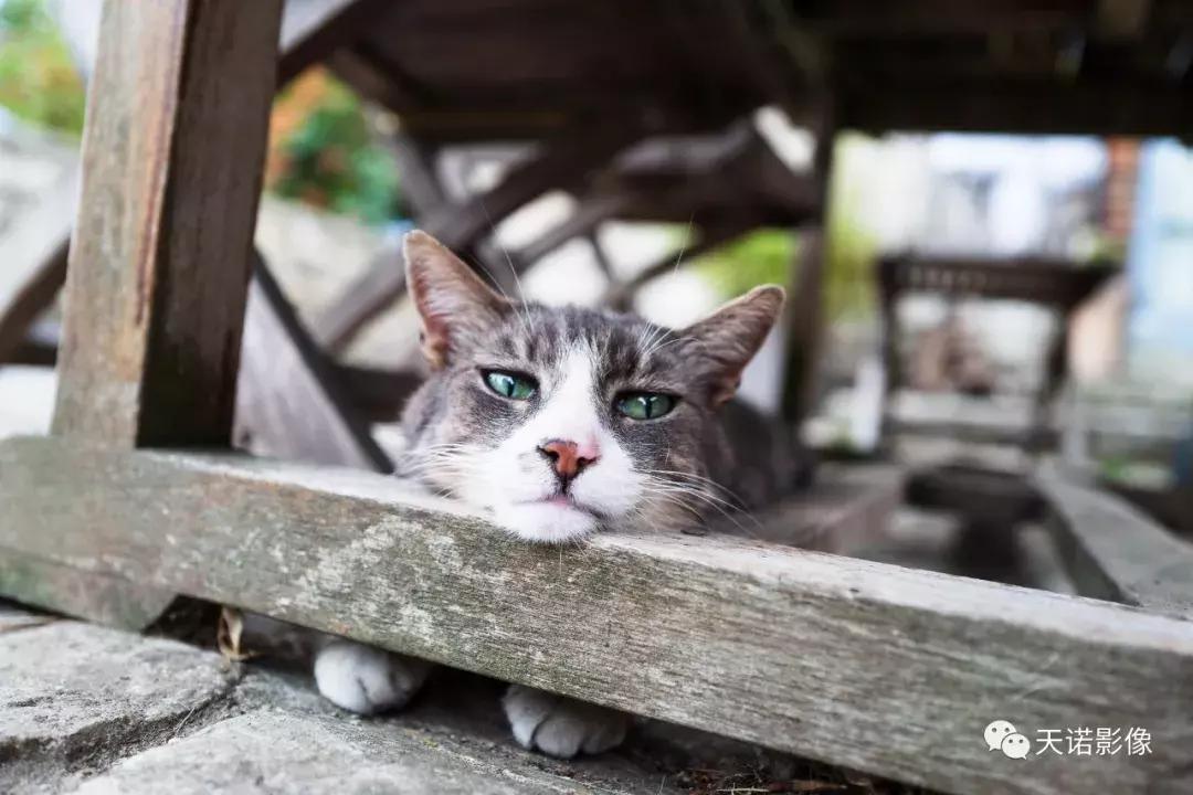 徕卡qtype116专业测评,徕卡qtype116