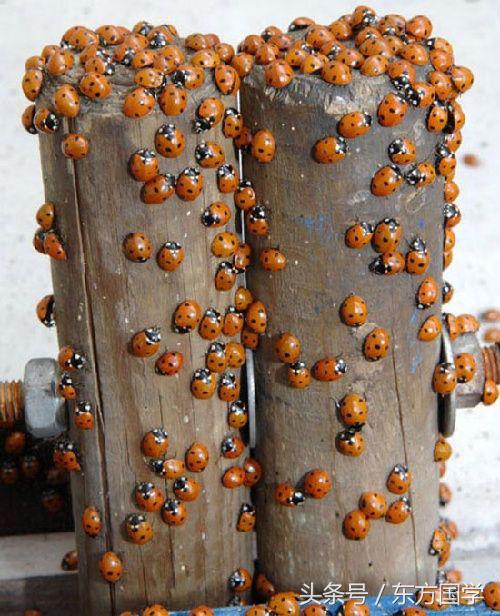 人性最大的欲望是什么,人性的弱点就是被欲望控制