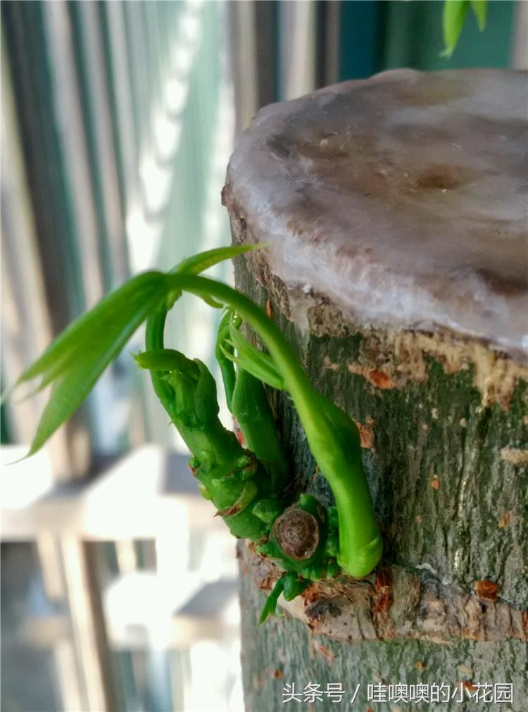 发财树掉枝,发财树搬到新家马上就黄叶了