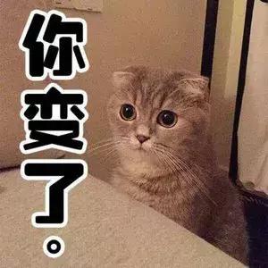 给猫咪打出脑震荡,男朋友把猫打死了