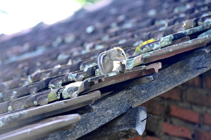 人文摄影斯里兰卡,锡兰风景