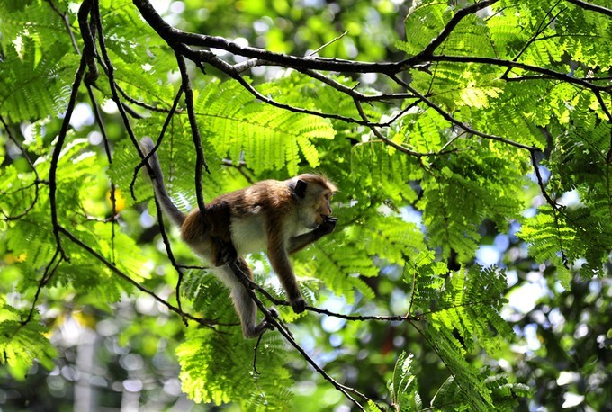 人文摄影斯里兰卡,锡兰风景
