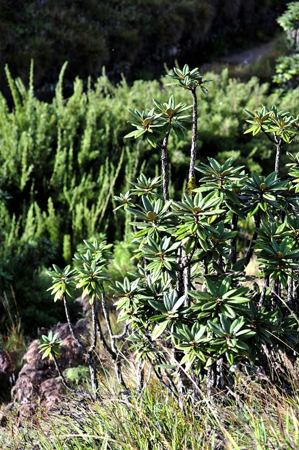 人文摄影斯里兰卡,锡兰风景
