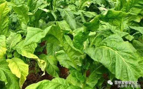 治作物病毒病的有什么好药吗,牛皮癣的真菌感染怎么治疗