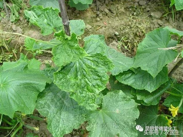 治作物病毒病的有什么好药吗,牛皮癣的真菌感染怎么治疗