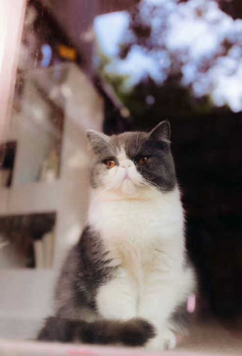 慵懒喵喵吸猫场所,吸猫者必去的十个地方