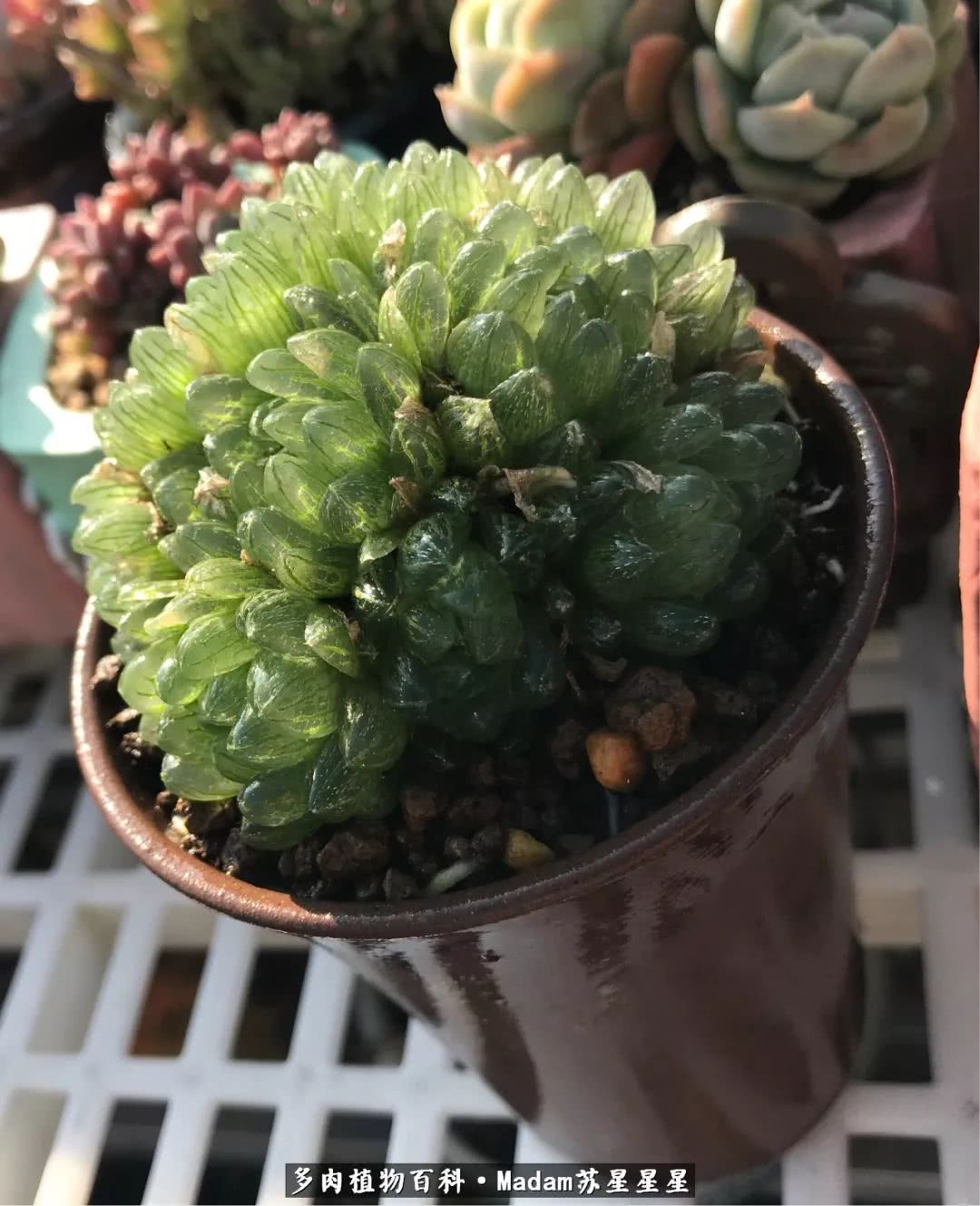 养多肉就是在不断折腾中寻找快乐,养多肉是我坚持做的最久的一件事