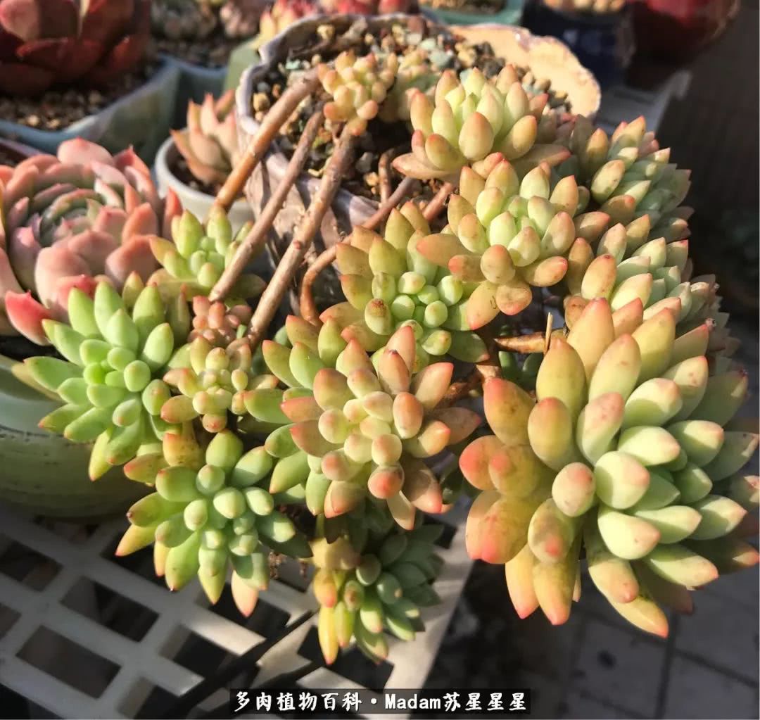 养多肉就是在不断折腾中寻找快乐,养多肉是我坚持做的最久的一件事