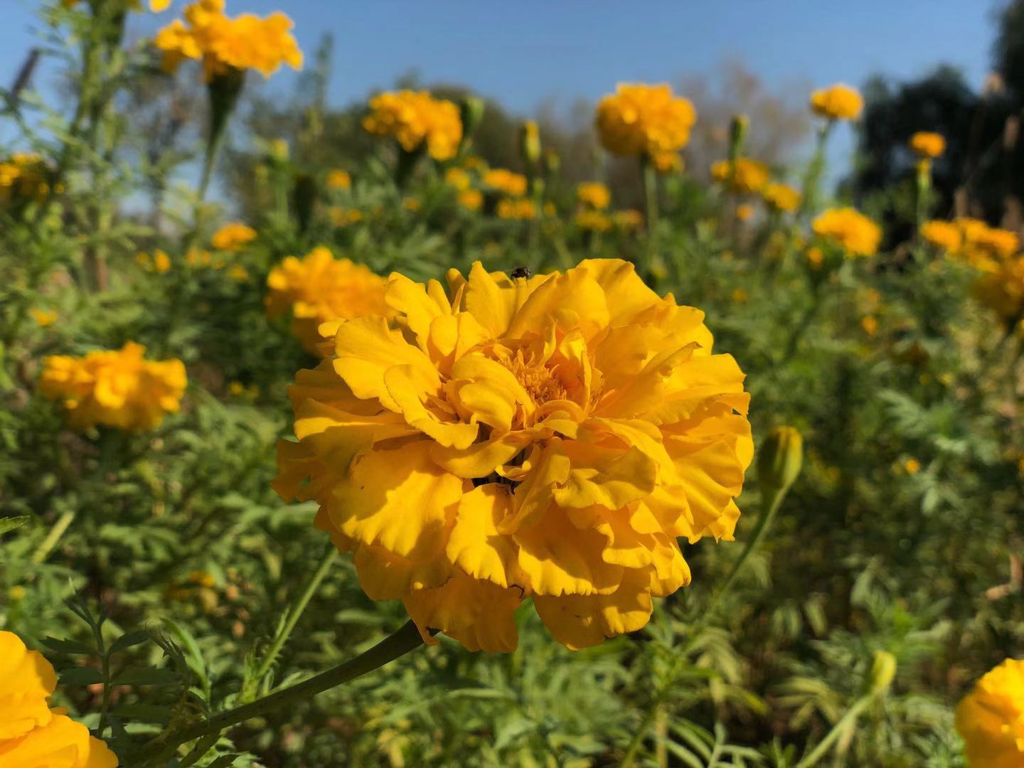 滦县古城一日游,滦州古城必吃烧饼