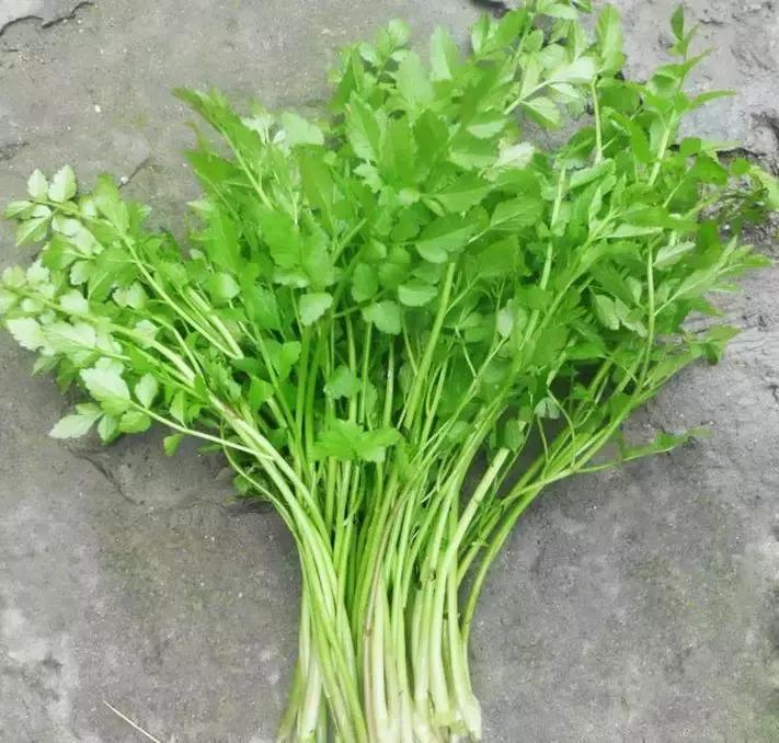 野菜功效,野菜功效介绍