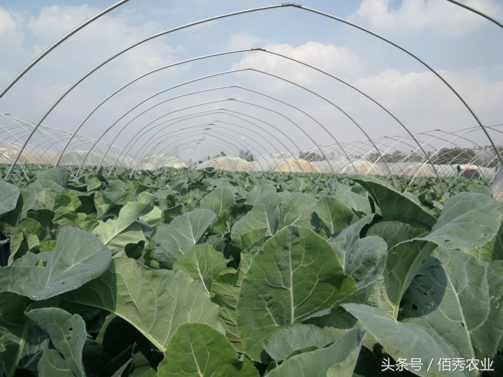 大棚种植什么蔬菜最赚钱,农村种菜赚钱技巧