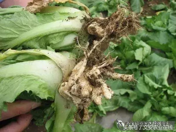 大白菜常见病害图谱,大白菜病害图解大全