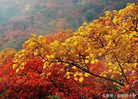河南省赏红叶一日游,河南省秋天红叶最佳去处