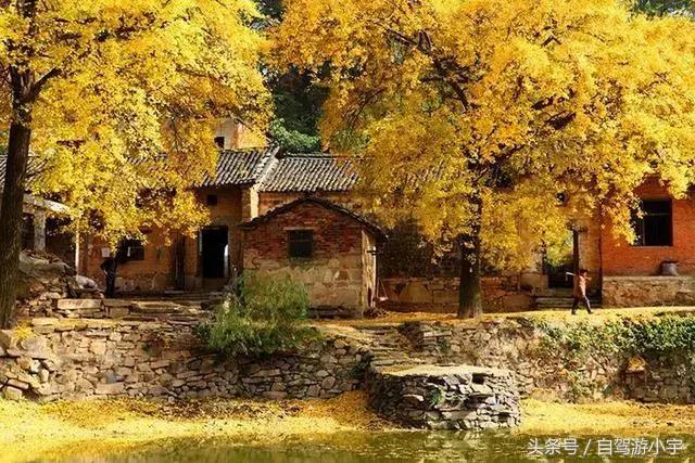 河南省赏红叶一日游,河南省秋天红叶最佳去处