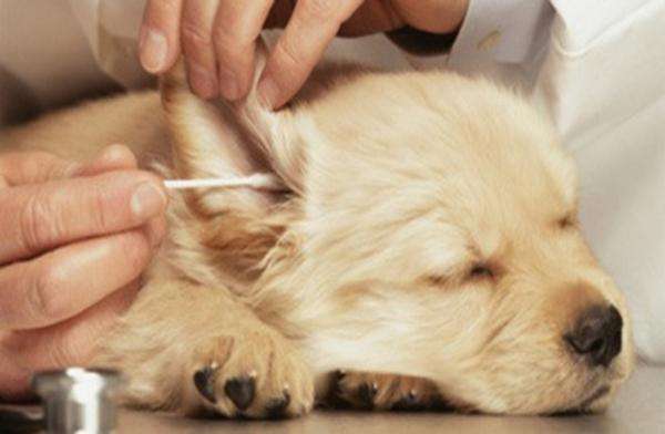 狗狗耳朵怎么清理耳螨,给狗狗清理耳朵的最佳方法