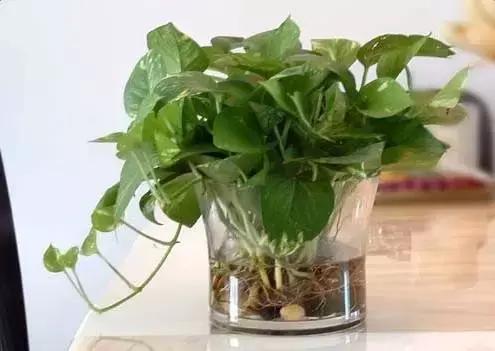 水培植物怎么养不会烂根叶黄,水培植物怎样养长得快又好养