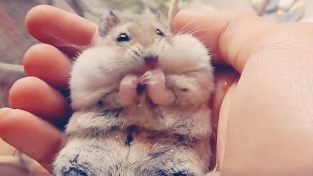 仓鼠对孩子的危害有多大,家里有孩子养小仓鼠需要注意什么