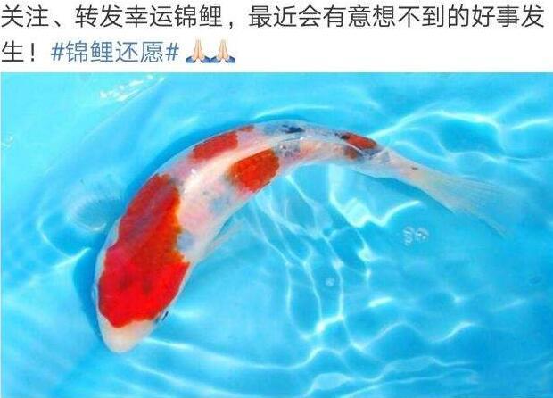转发锦鲤到底好不好,日常迷信好运扑面而来