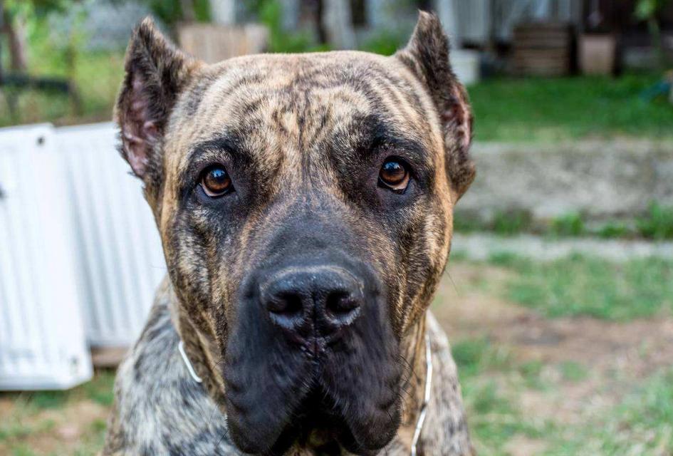 加纳利串拉布拉多,加纳利有名的狗