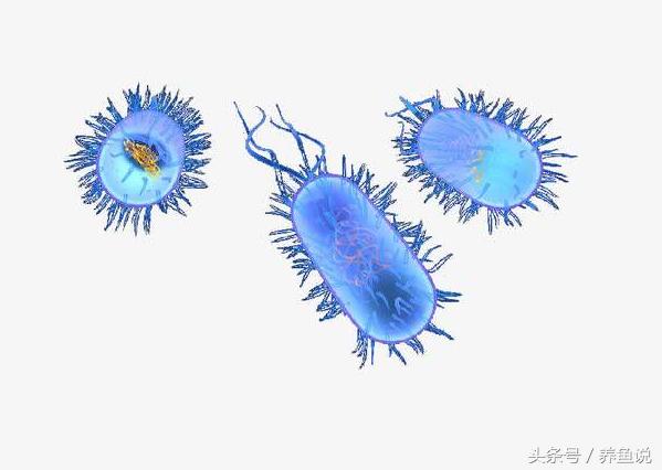 硝化细菌真的有用吗养鱼老道,鱼缸里硝化细菌能起到净水作用吗