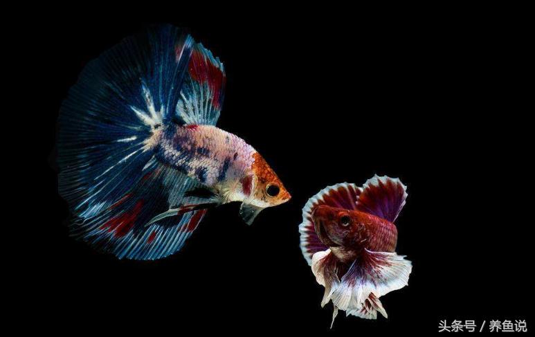 活性硝化细菌是直接倒在鱼缸里么,硝化细菌影响水质清澈的原理