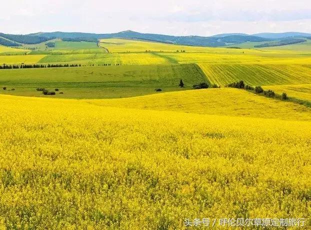 什么是呼伦贝尔大草原,什么是呼伦贝尔