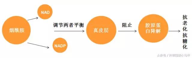 烟酰胺的本质,烟酰胺真的能美白吗怎么用