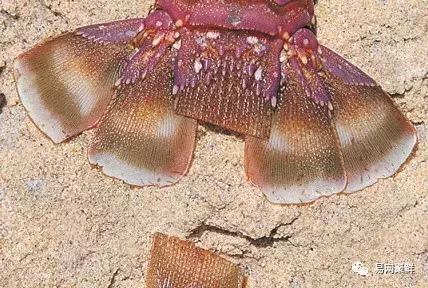 2023年澳洲龙虾进口最新政策,中国停止进口澳洲龙虾了吗