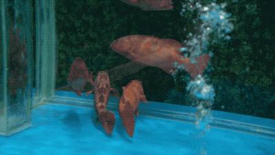 逛水族馆满脑子都是海鲜,水族馆里的海鲜