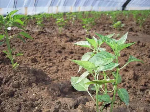 定植蔬菜死苗怎么办,烧苗了蔫了怎么补救