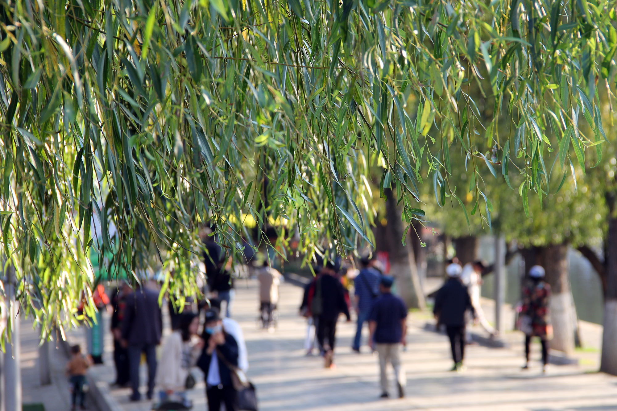 翠湖公园昆明最大的公园,翠湖公园是昆明哪个区