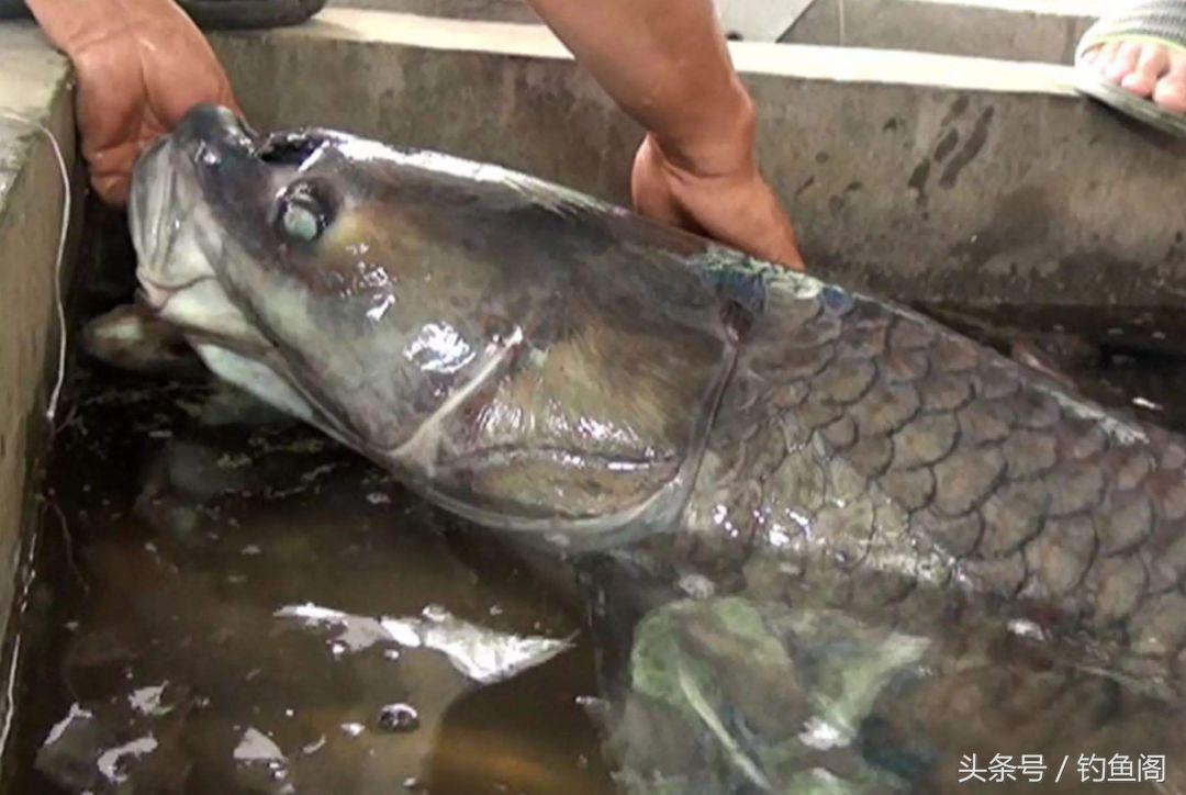 钓青鱼三米的水是不是浅了,钓青鱼三要三不要