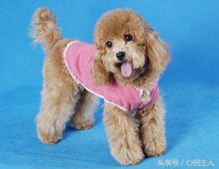 家养泰迪都是什么品种,常见家养宠物犬大全