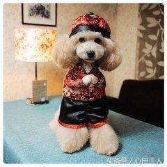 常见的几种家养狗狗,亳州正宗泰迪犬种有哪些