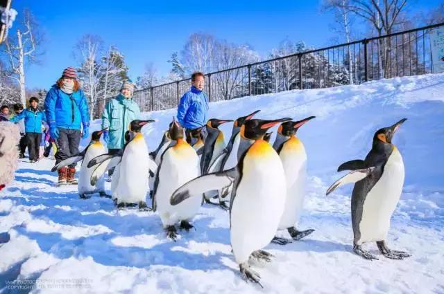 冬天去日本北海道的攻略,冬季日本北海道游记