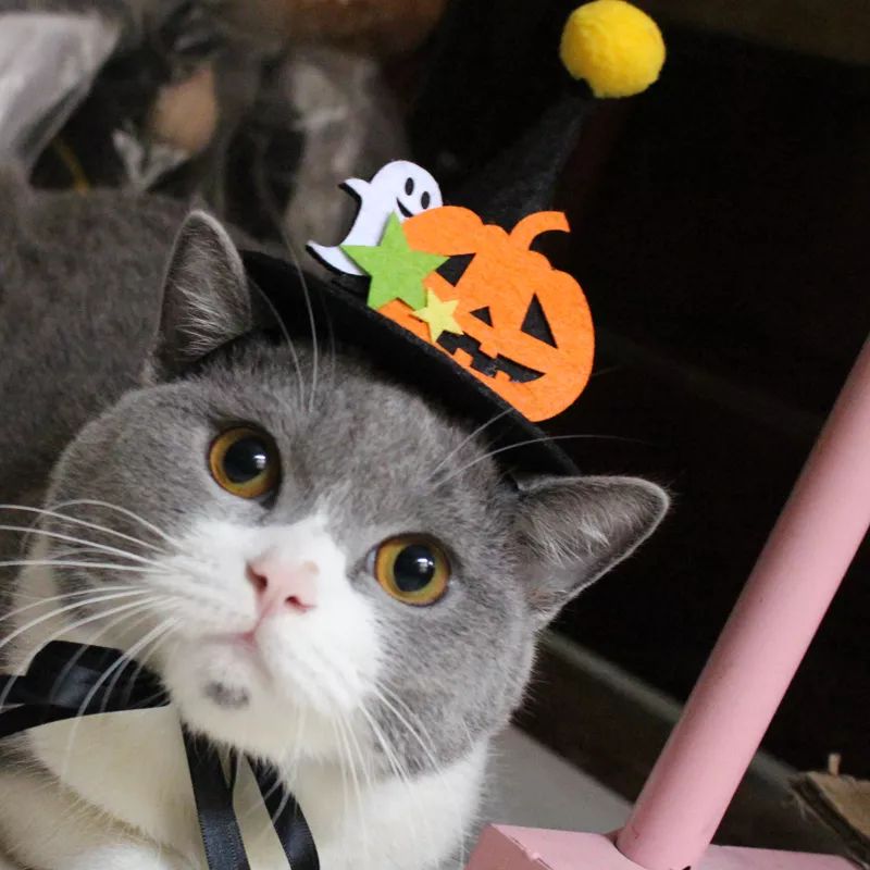 可爱猫咪万圣节,可爱的猫咪万圣节