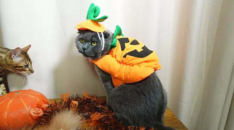 可爱猫咪万圣节,可爱的猫咪万圣节