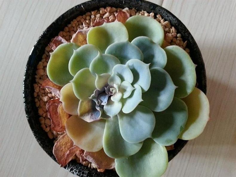 露养的多肉秋天经常下雨怎么办,多肉秋天水很足了冬季叶片会蔫