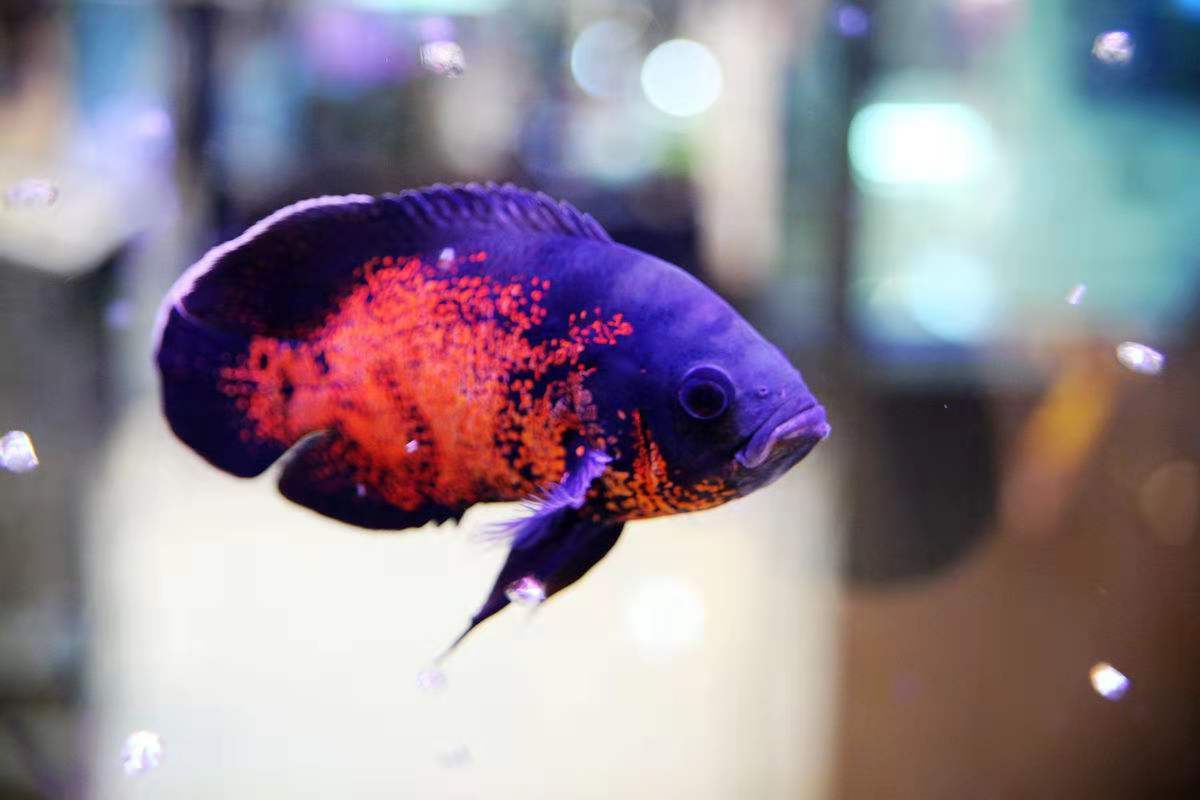 地图鱼鹦鹉混养注意事项,饲养地图鱼需要很强的过滤系统吗