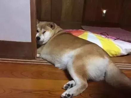 阿拉斯加肥胖的影响,阿拉斯加过于肥胖