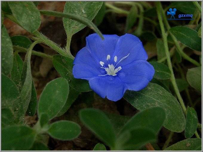 草药土丁,中药材山玉桂
