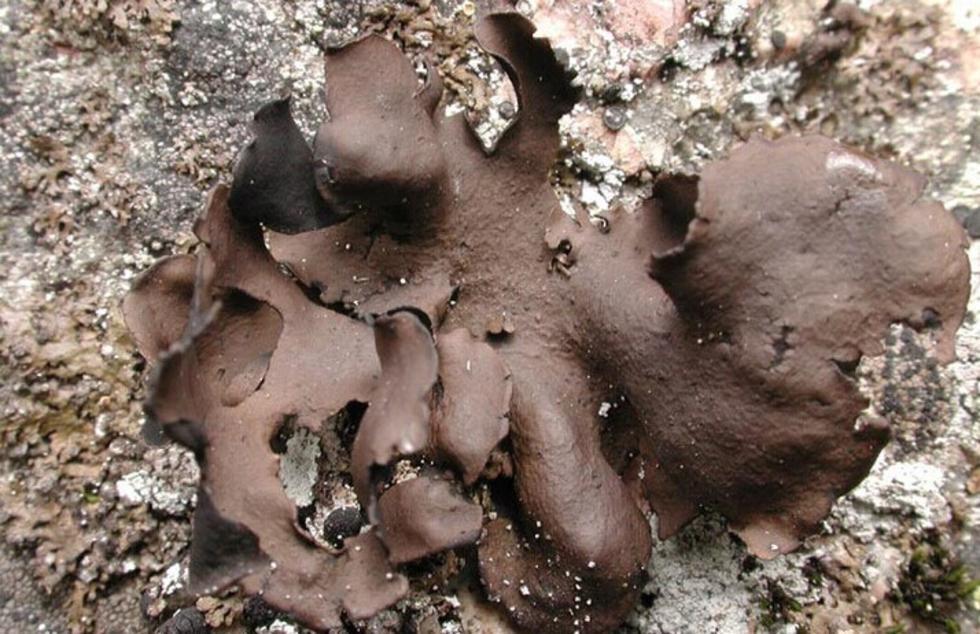 张家界旅游攻略秋天美景,张家界秋天旅游攻略图