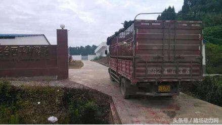 猪场发现非瘟怎样带猪消毒,猪场防非瘟的最佳方法