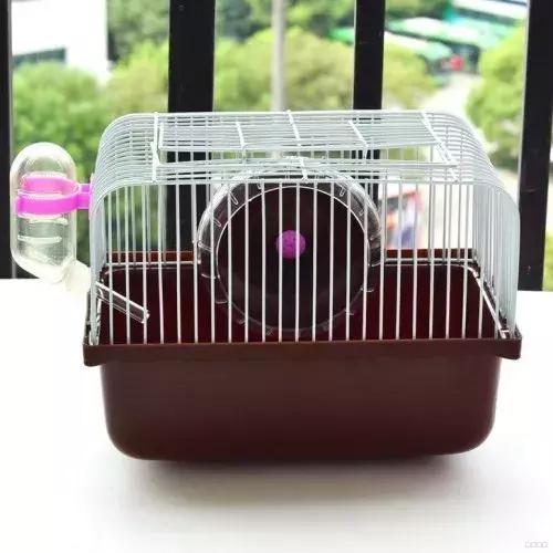 养仓鼠要陪仓鼠做什么准备,新手养仓鼠怎么让仓鼠上手不咬人