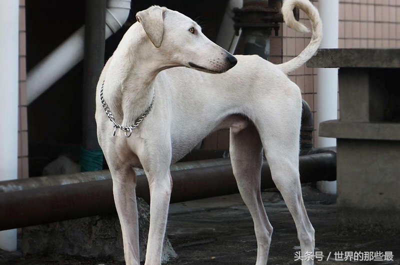 猎人最好用的狗,猎人最喜欢带的宠物